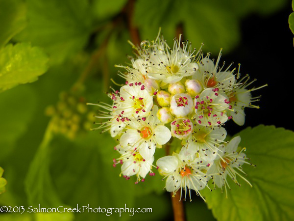 Physocarpus opulifolius Dart’s Gold