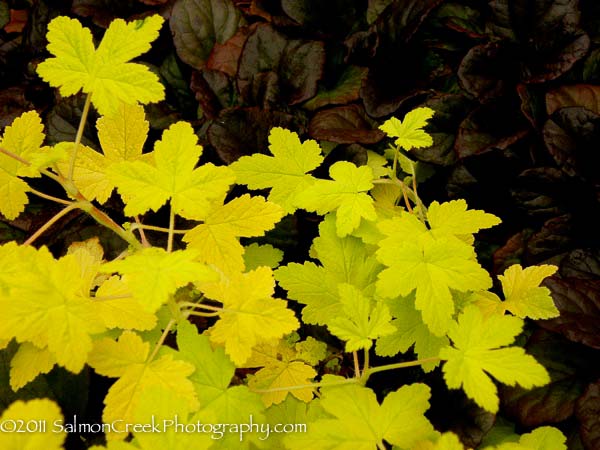 Physocarpus opulifolius ‘Dart’s Gold’