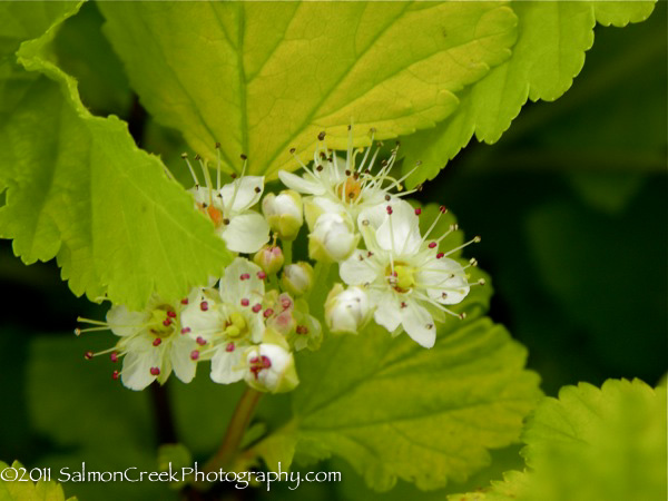 Physocarpus opulifolius Dart’s Gold