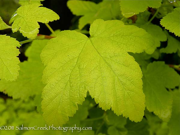 Physocarpus opulifolius Dart’s Gold