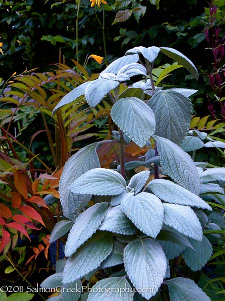 Plectranthus argentatus Longwood Silver