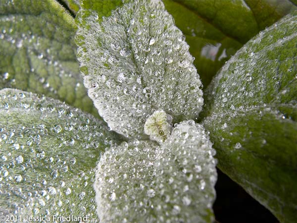 Plectranthus argentatus Longwood Silver