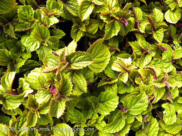 Plectranthus Zulu Wonder