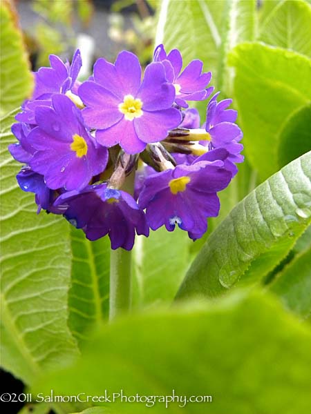 Primula denticulata Blue Selection