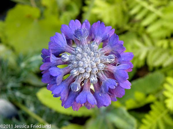 Primula capitata ssp. mooreana