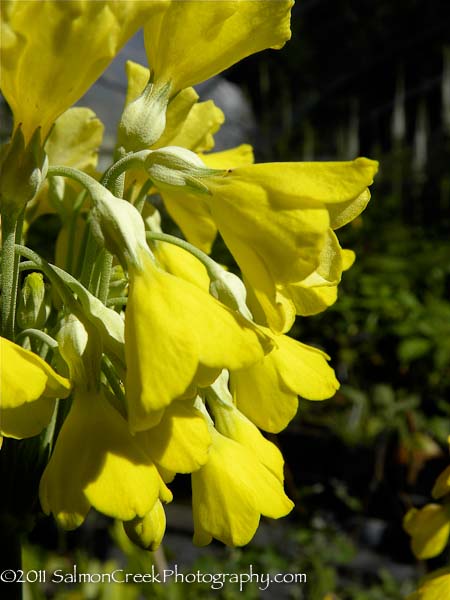 Primula florindae