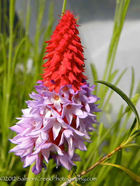 Primula vialii