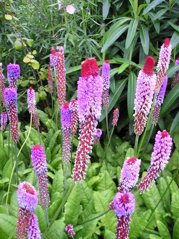 <i>Primula vialii</i>