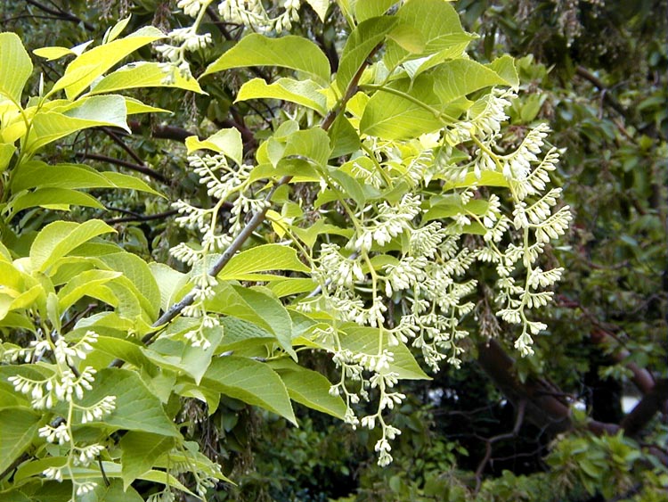 Pterostyrax hispida