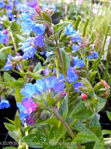 Pulmonaria ‘Benediction’