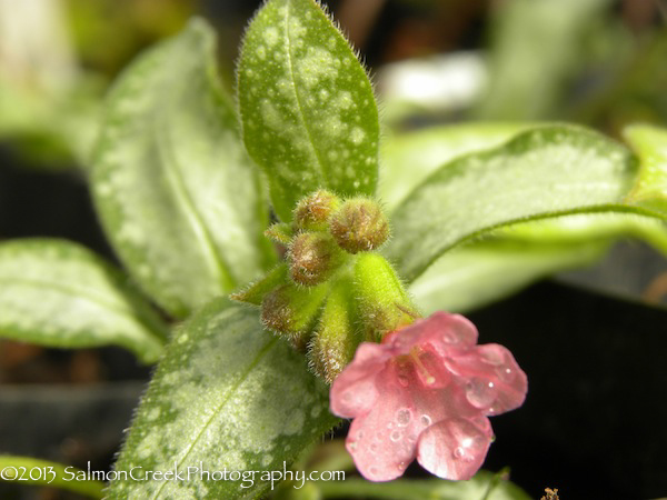 Pulmonaria ‘Excalibur’