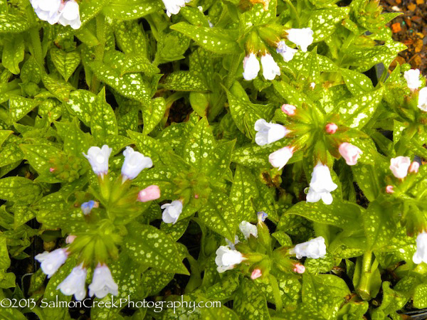 Pulmonaria ‘Roy Davidson’