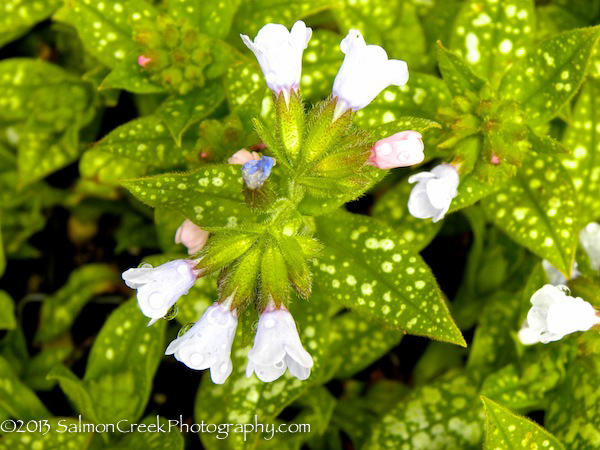 Pulmonaria ‘Roy Davidson’