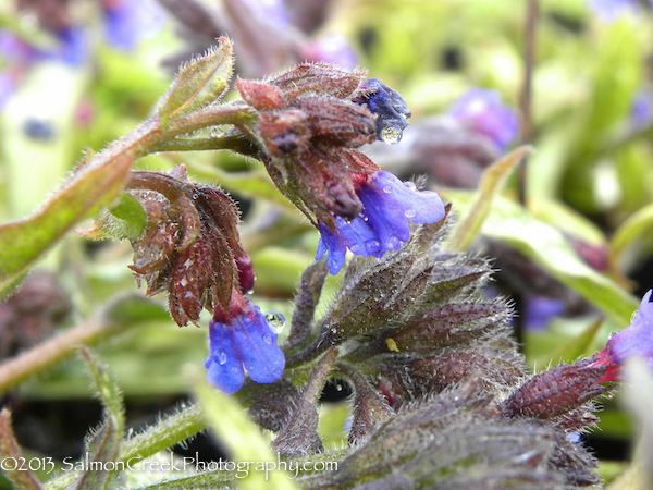 Pulmonaria longifolia ssp. cevennensis