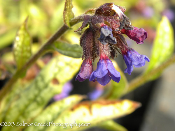 Pulmonaria longifolia ssp. cevennensis