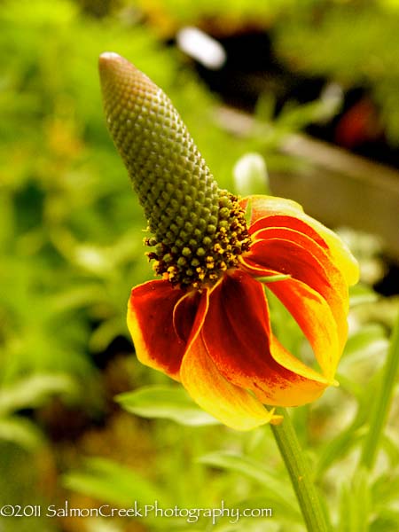 Ratibida columnifera f. pulcherrima ‘Red Midget’