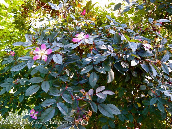 Rosa glauca