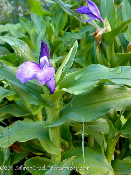 Roscoea auriculata