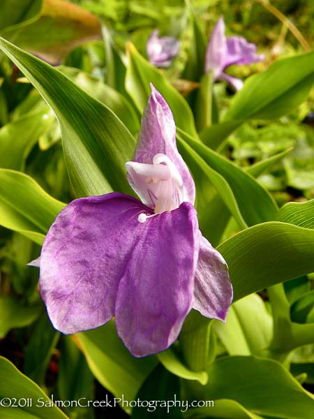 Roscoea auriculata