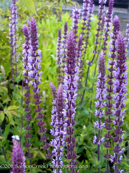 <i>Salvia nemorosa</i> ‘Amethyst’