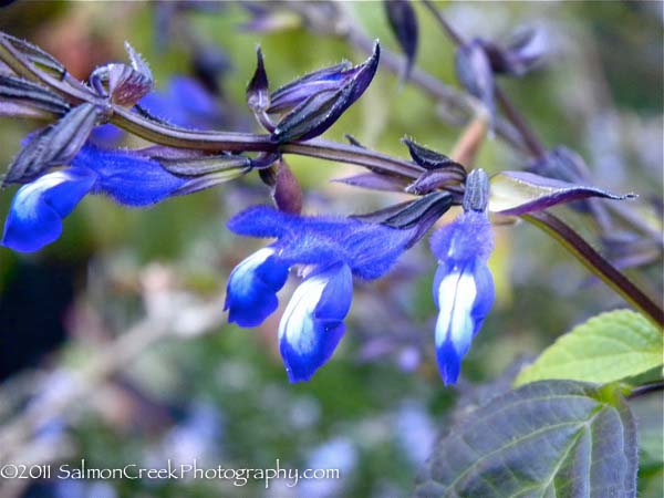 Salvia ‘El Cielo Blue’