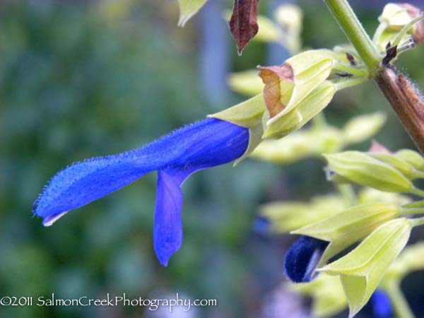 Salvia mexicana ‘Limelight’