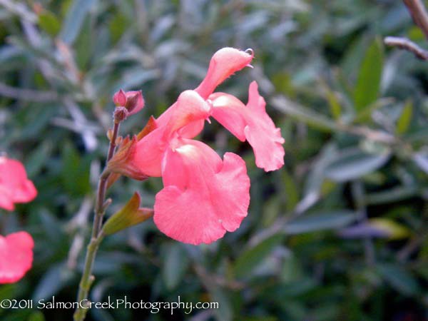 Salvia greggii ‘Lowry’s Peach’