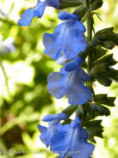 Salvia azurea ‘Nekan’