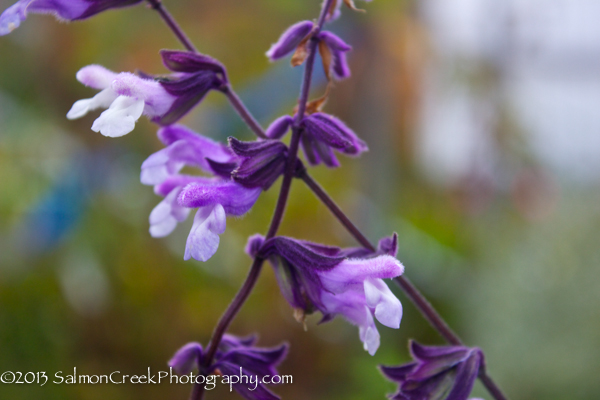 Salvia ‘Phyllis Fancy’