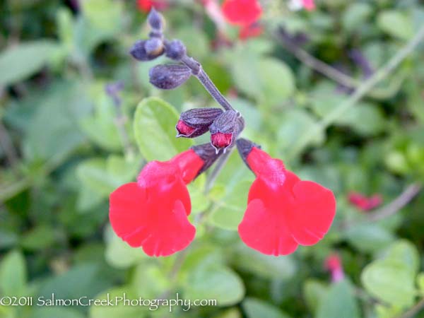 Salvia microphylla x greggii ‘Red Velvet’