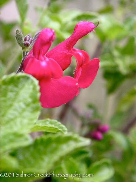 Salvia microphylla ‘San Carlos Festival’