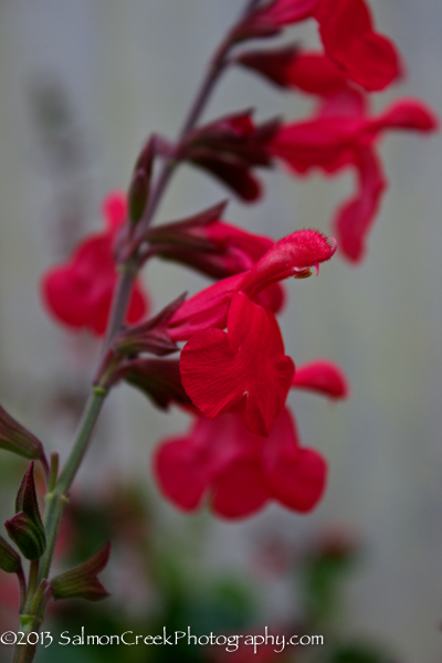 Salvia ‘Silke’s Dream’