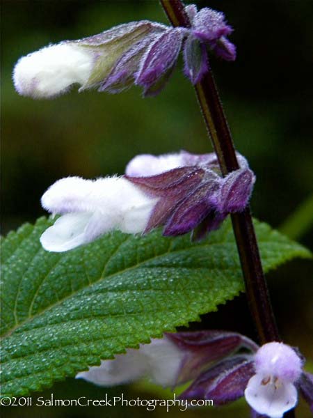 Salvia ‘Waverly’