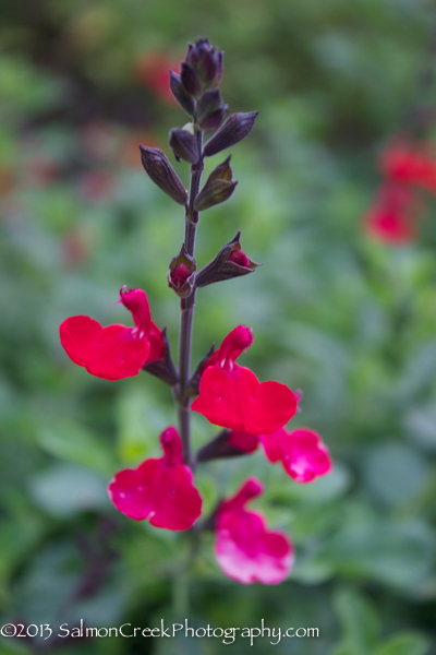 Salvia microphylla ‘Wild Watermelon’