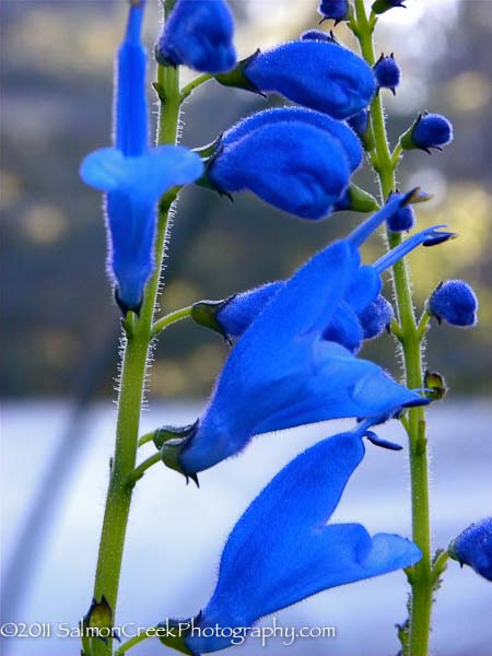 Salvia cacaliifolia