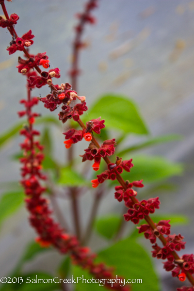 Salvia confertiflora