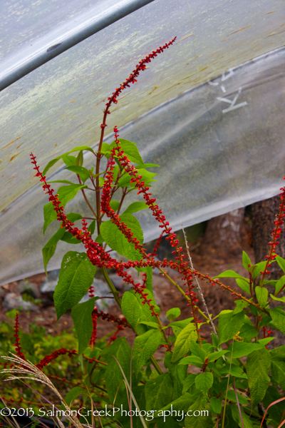 Salvia confertiflora