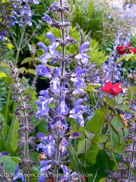 <i>Salvia forsskaolii</i>