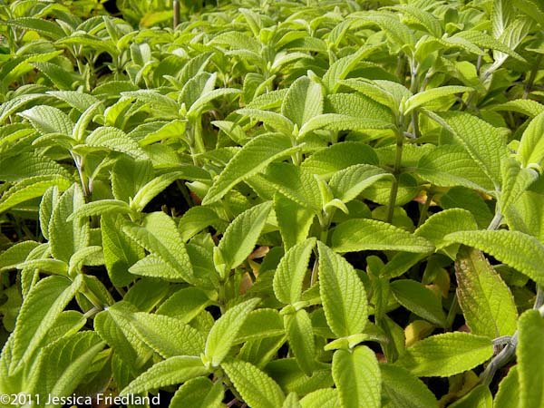 Salvia holwayi