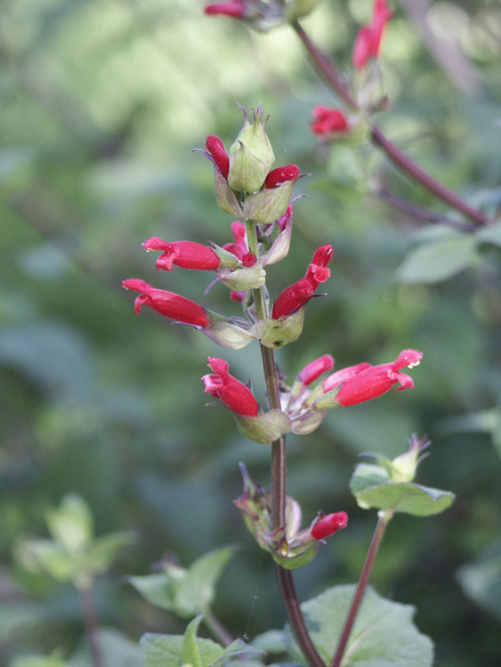 Salvia holwayi