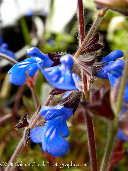 Salvia sinaloensis