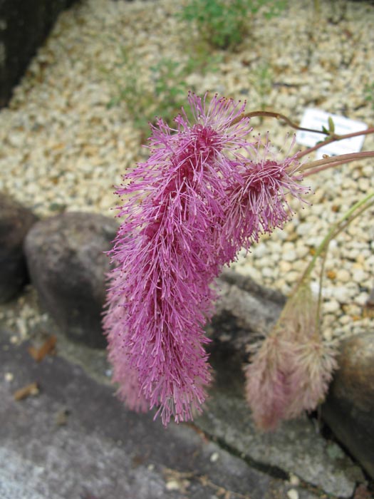 Sanguisorba hakusanensis