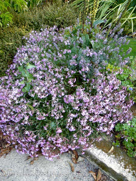 Saponaria lempergii ‘Max Frei’