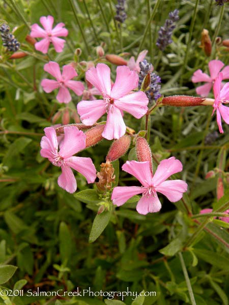 Saponaria lempergii ‘Max Frei’