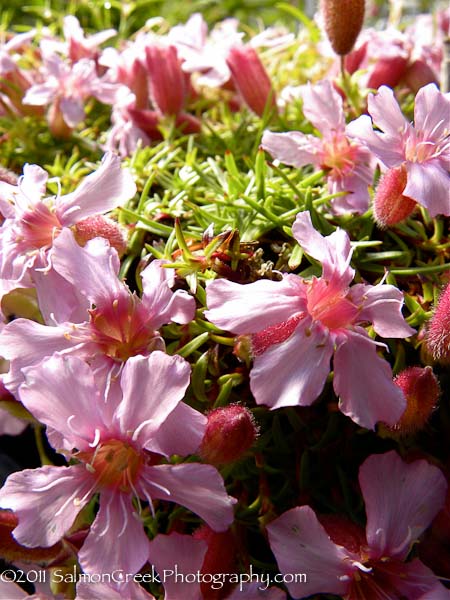 Saponaria oliviana