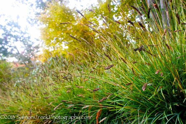 Sesleria ‘Greenlee’