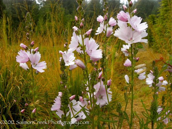 Sidalcea ‘Elsie Heugh’