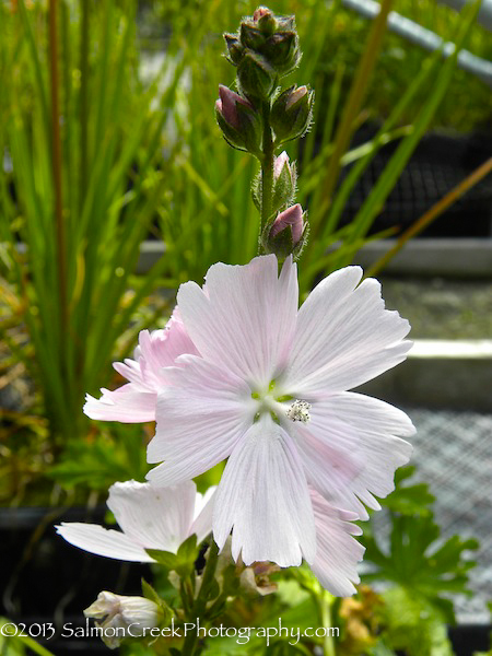 Sidalcea ‘Elsie Heugh’