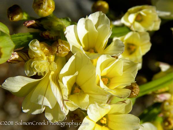 Sisyrinchium striatum