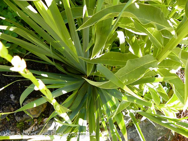 Sisyrinchium striatum